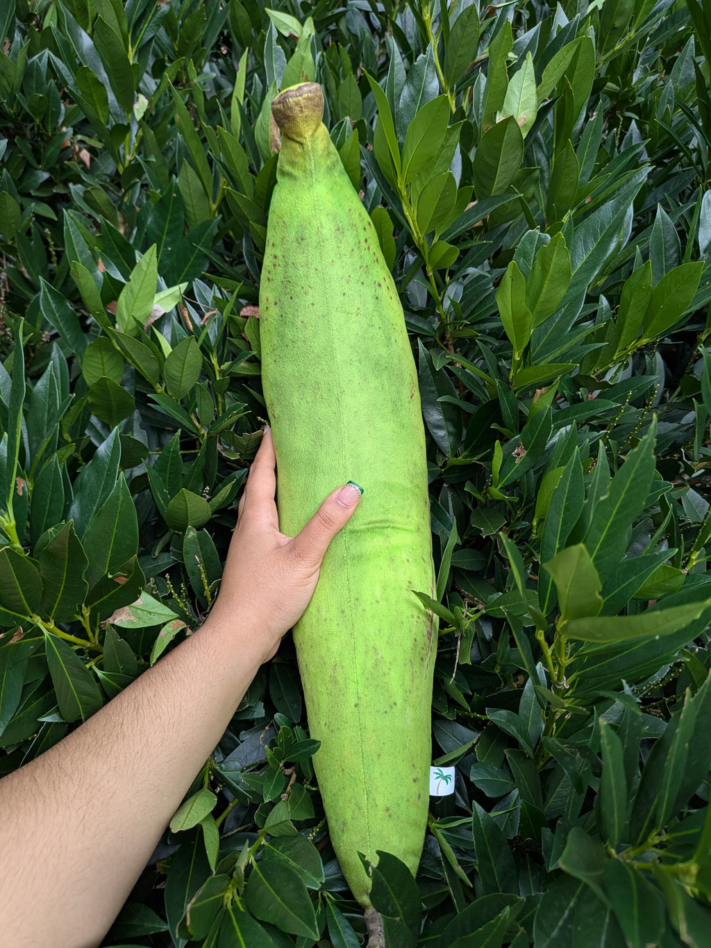 🌴Green Plantain Plushie / Peluche de Plátano Verde