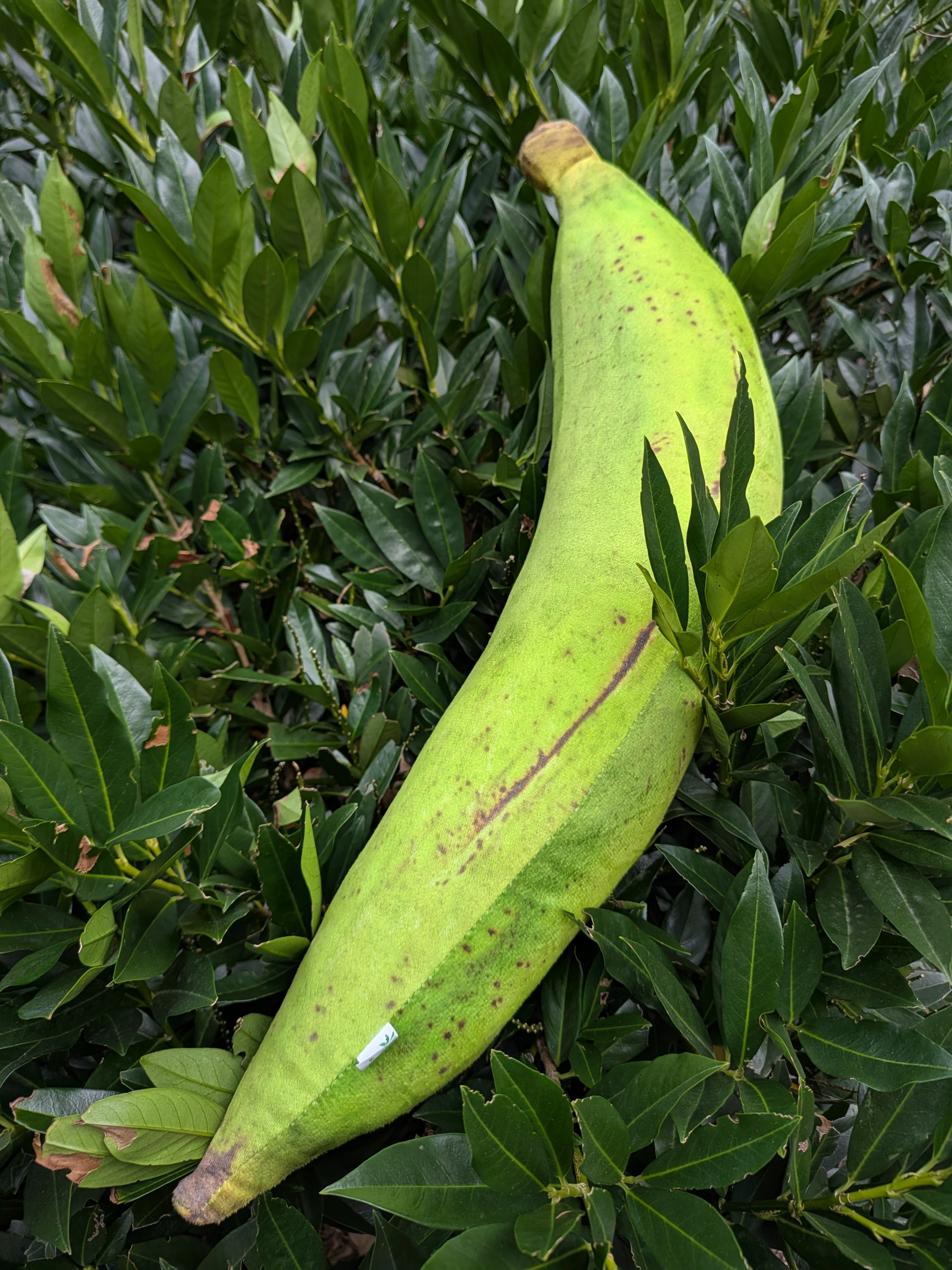🌴Green Plantain Plushie / Peluche de Plátano Verde